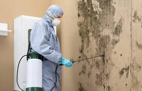 Best Basement Mold Removal in Utica, NY